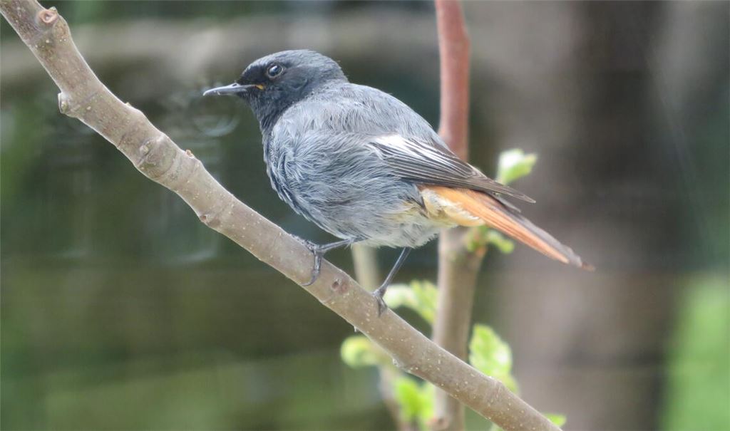Männlicher Hausrotschwanz. Foto: Archiv Becker