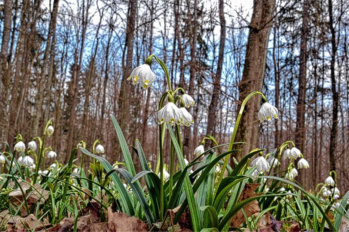 Frühlingsgefühle Frühlingsgefühle