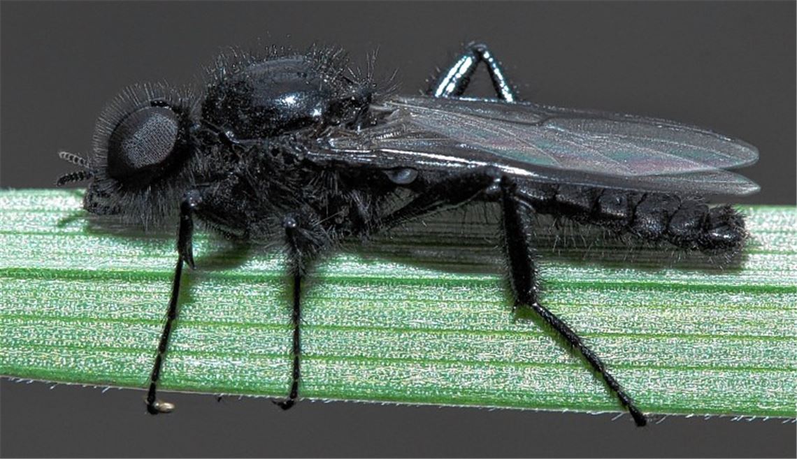 Märzfliege, auch Markusfliege genannt: Dieses Insekt aus der Familie der Haarmücken ist derzeit massenhaft unterwegs. Foto: Walter Eberl, Pixelio