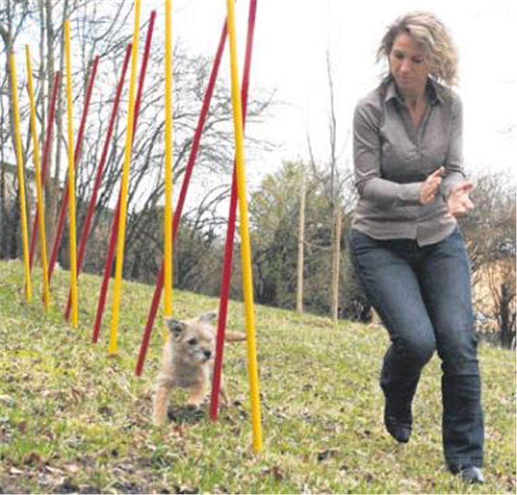 Magic, hier mit Karen Conrad beim Slalom-Training im heimischen Garten, lässt sich durch nichts aus der Ruhe bringen. Als einzigem Hund im gesamten Teilnehmerfeld gelingt der zehnjährigen Terrierdame an allen drei Turniertagen ein fehlerloser Lauf. Archivfoto: Eigner