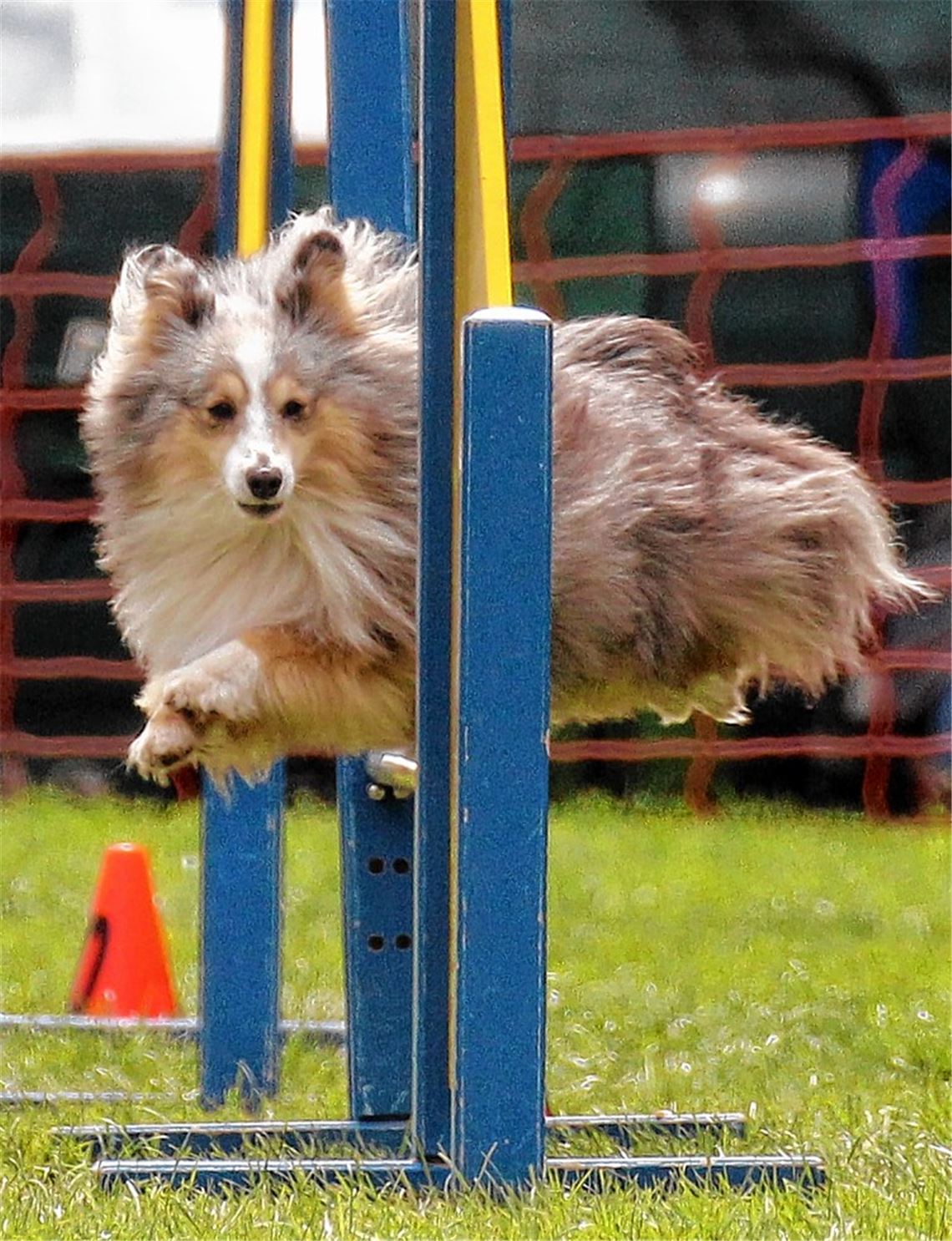 HSVM-Team verpasst Cup-Sieg knapp