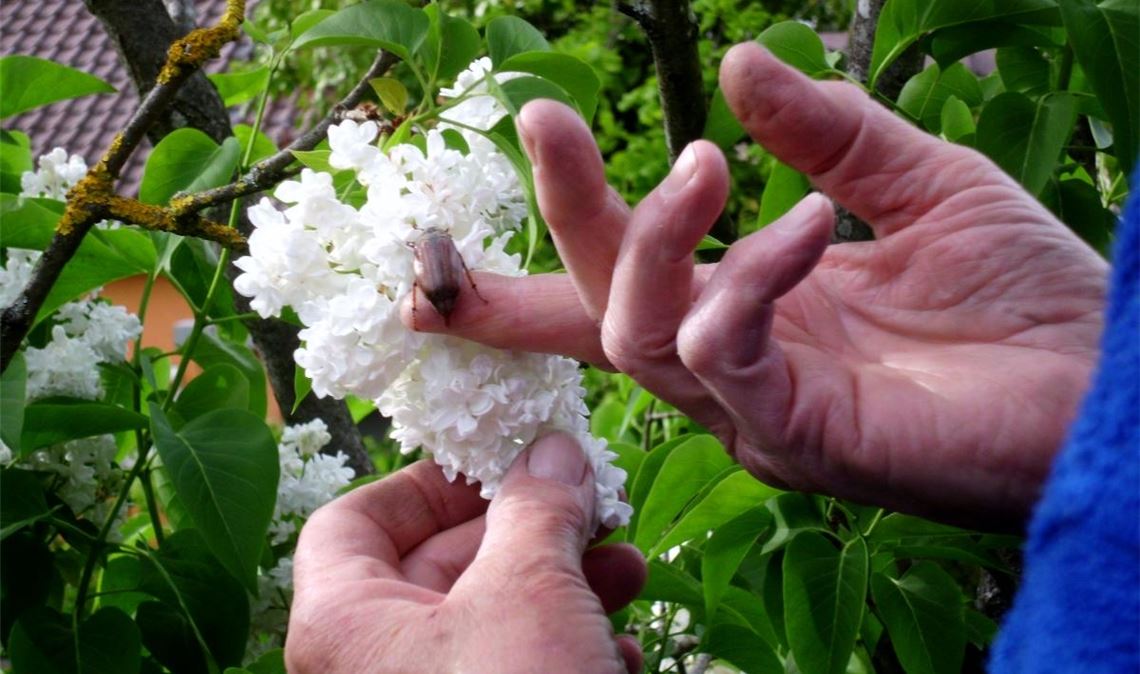 Maikäfer.   Foto: Helga-M. Sigle