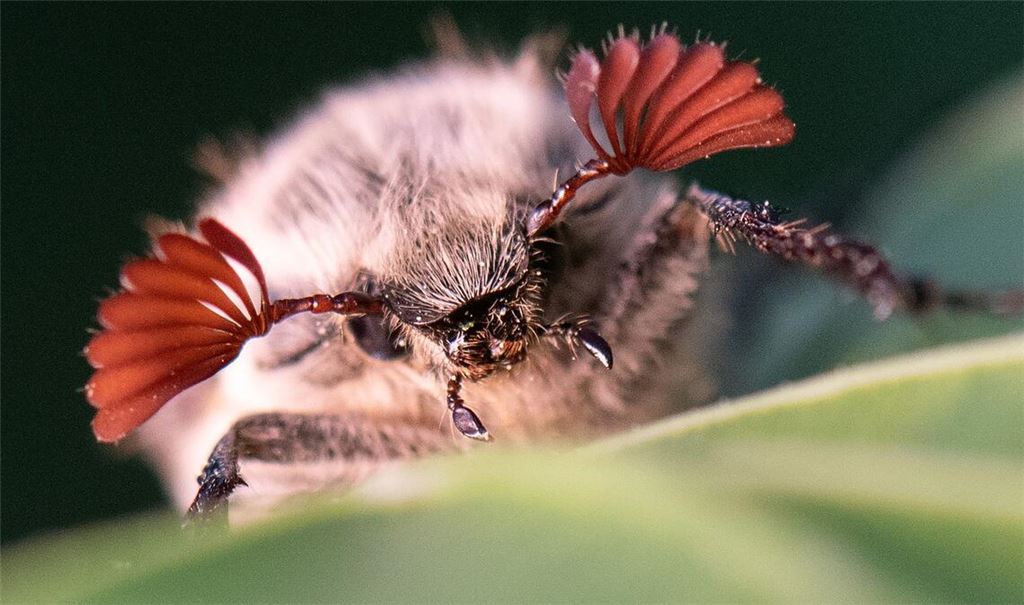 Maikäfer profitieren von den trockenen Bedingungen im Hessischen Ried. (Archivbild)
