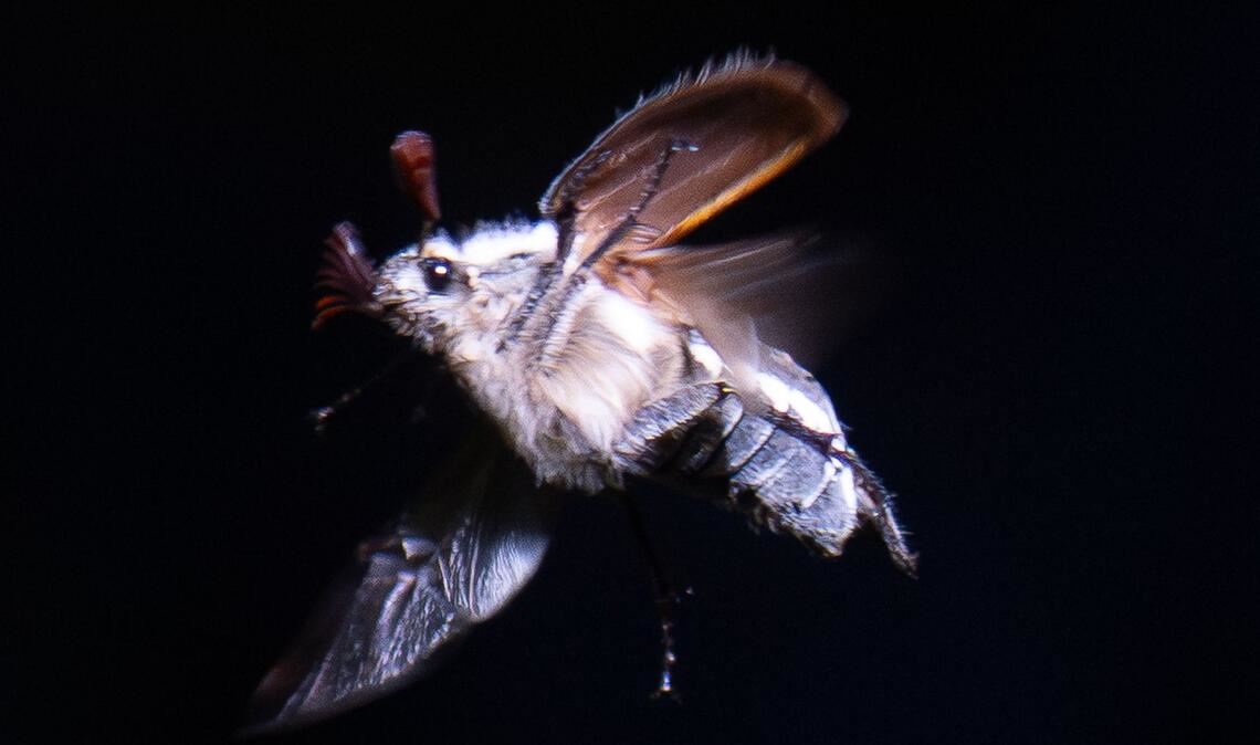 Maikäfer schwirren mit Einbruch der Dunkelheit aus.
