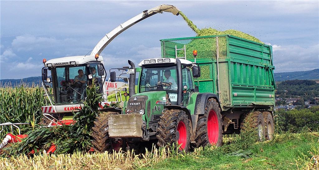 Maisernte bei Unterriexingen.privat