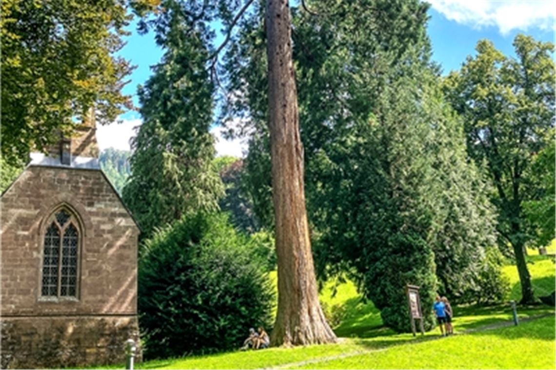 Mammutbaum im Kurpark in Wildbad. Foto: VCD