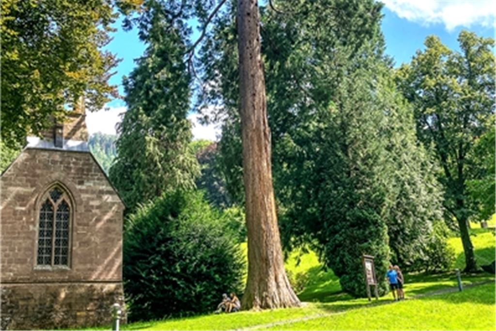 Mammutbaum im Kurpark in Wildbad. Foto: VCD