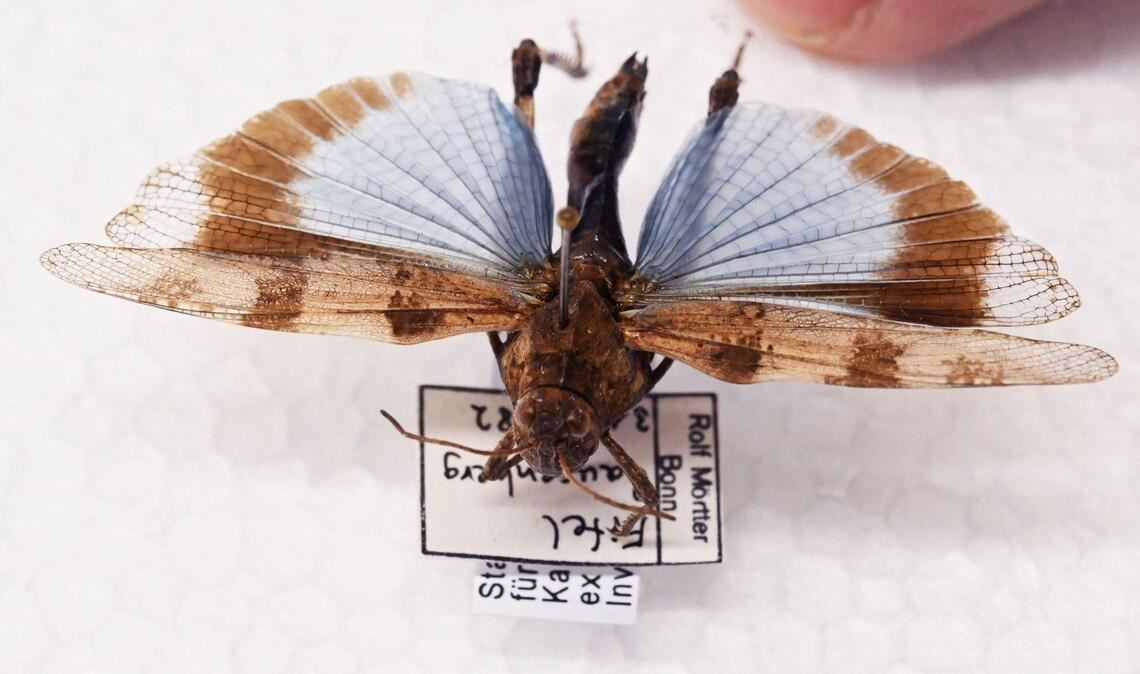 Manche Heuschrecken wie die Blauflügelige Ödlandschrecke können auf den ersten Blick mit Schmetterlingen verwechselt werden.