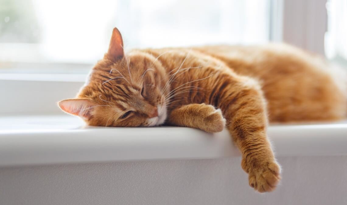 Manche Katzen schlafen bis zu 20 Stunden pro Tag.