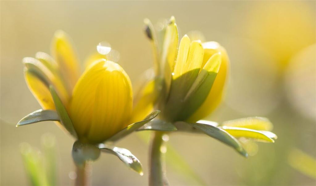 Manche Menschen reagieren stärker als andere auf Wetteränderungen. (Symbolbild)