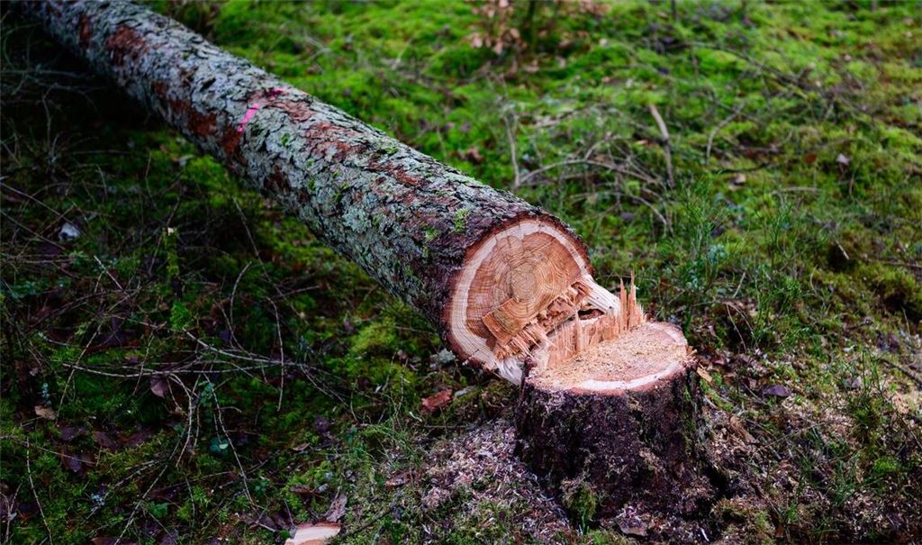 Manche würden die EU-Entwaldungsverordnung gerne zum Fallen bringen. (Symbolbild)