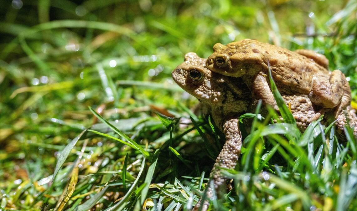 Manchmal auch per Taxi unterwegs: Kröten auf Wanderschaft.