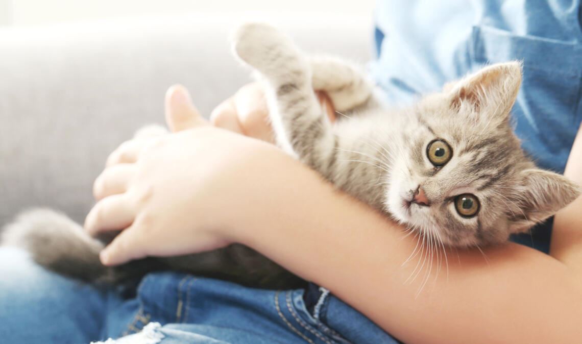 „Kitten Blues“: Wenn neue Kätzchen emotional überfordern Manchmal wird der „Kitten Blues“ mit dem sogenannten „Baby Blues“ bei frischgebackenen Eltern verglichen.