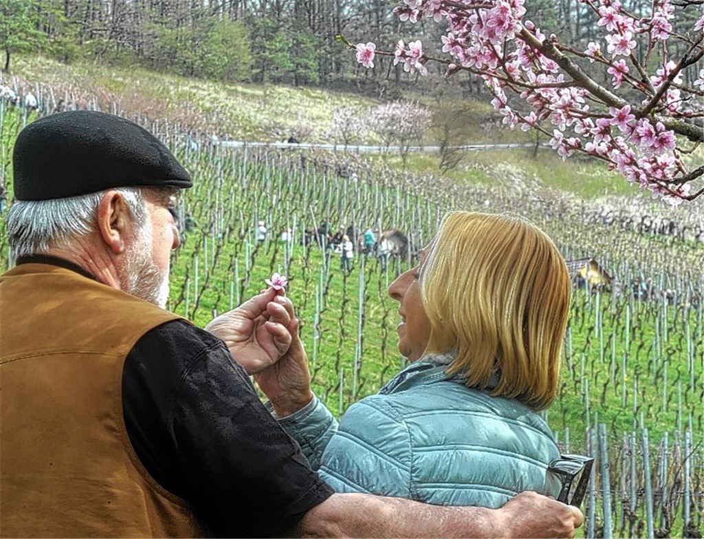 Mandelblüte zieht 3000 Besucher an