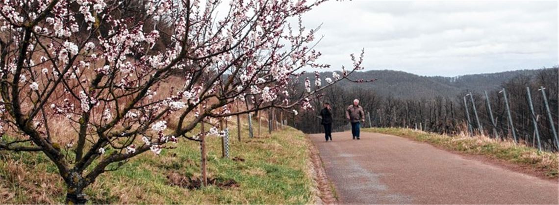 Mandelblüten im Sturm