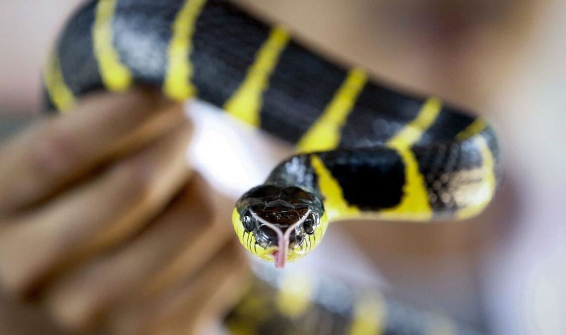 Mangroven-Nachtbaumnatter (Boiga dendrophila): Ein Schlangen-Experte zeigt eine hochgiftige Mangroven-Nachtbaumnatter in einer Schlangenfarm in Bangkok (Thailand). Giftige Schlangen sind eine Gefahr für fast sechs Milliarden Menschen weltweit. Jeden Tag werden fast 7400 Menschen von giftigen Schlangen gebissen, 2,7 Millionen Menschen im Jahr.