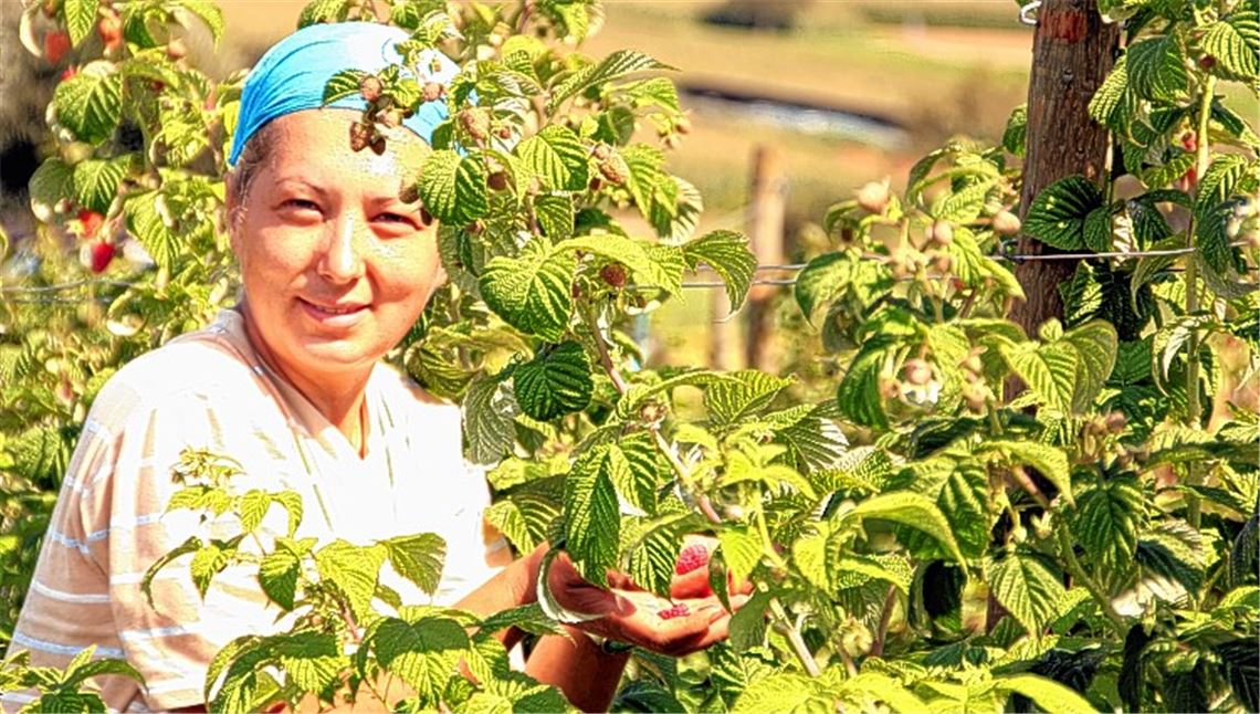 Marianna aus Polen pflückt Himbeeren in Lomersheim. Sie ist eine von mehreren osteuropäischen Erntehelferinnen auf dem Bauernhof Stahl. Foto: Recken