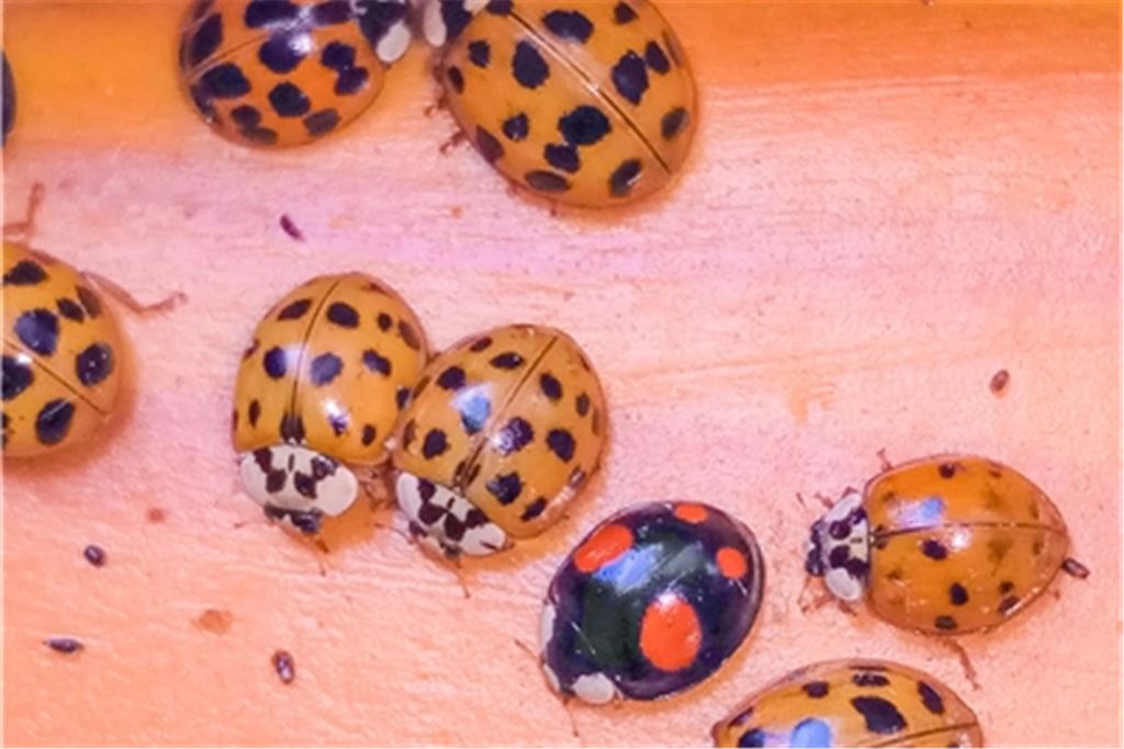 Marienkäfer – in diesem Fall die asiatische Art – rasten am Fensterrahmen. Foto: Bosch