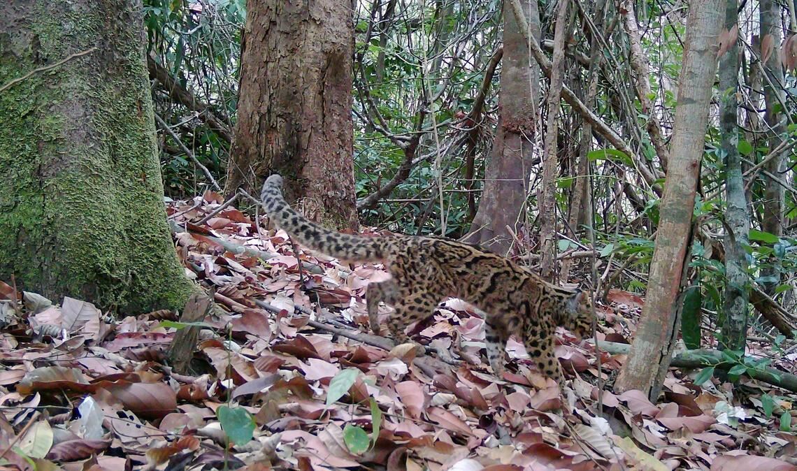 Marmorkatzen leben in Südostasien und gelten als gefährdet. Wegen ihrer versteckten, baumbewohnenden Lebensweise ist die Art kaum erforscht.