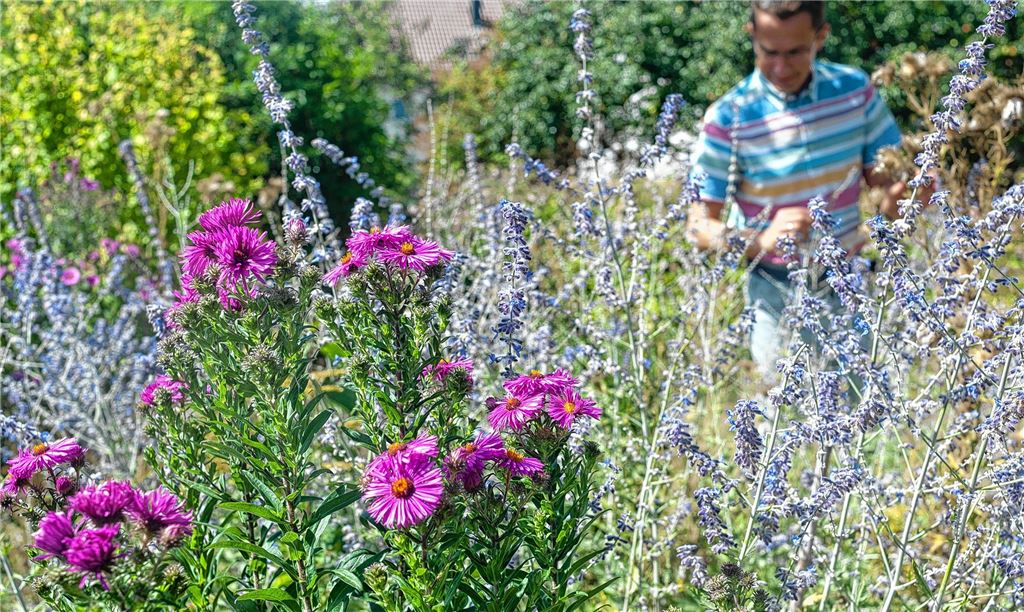 Ein blühendes Paradies für Insekten