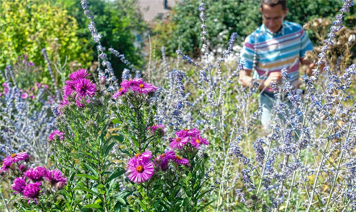 Martin Hasselmann setzt sich auch in seinem privaten Garten für Insekten ein. Die leuchtende Herbstaster sorgt für ein gutes Nahrungsangebot.Fotos: Fotomoment, Archiv, privat