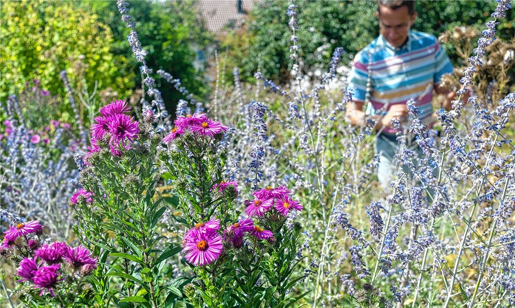 Martin Hasselmann setzt sich auch in seinem privaten Garten für Insekten ein. Die leuchtende Herbstaster sorgt für ein gutes Nahrungsangebot.Fotos: Fotomoment, Archiv, privat