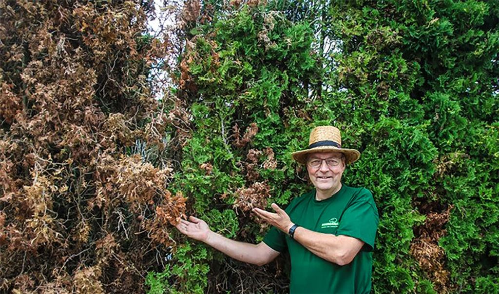 Martin Nonnenmann, der Chef der Mühlacker Firma Nonnenmann Garten und Landschaftsbau GmbH, zeigt die typischen (Trocken-)Schäden an einer Thuja-Hecke. Fotos: Weber