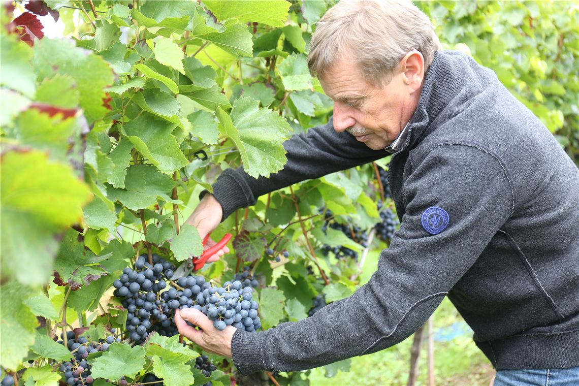 910_0008_138841_md_Werthwein_Lese