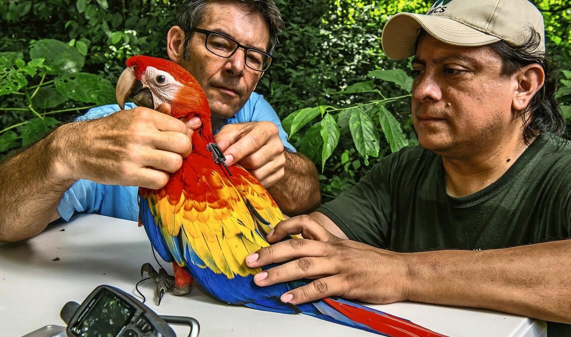 Martin Wikelski (links) und Icarus-Mitarbeiter Rony Garcia mit einem Ara in Belize