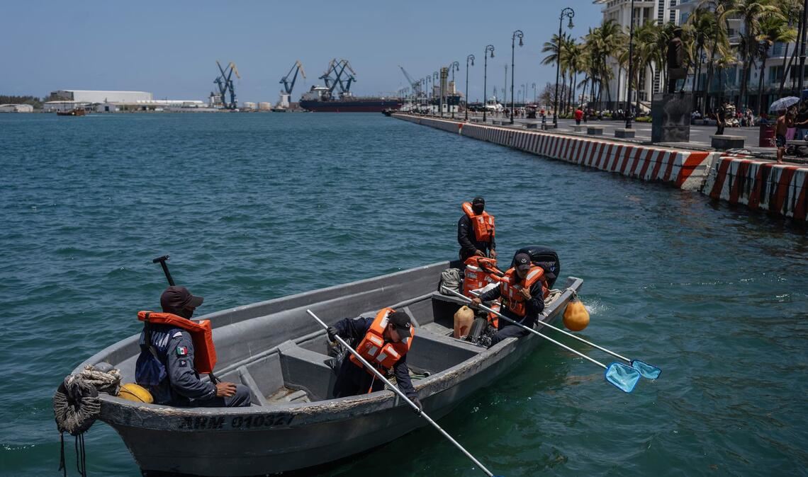Matrosen der mexikanischen Marine sammeln in Veracruz, Mexiko, ölverschmutztes Sargassum ein.