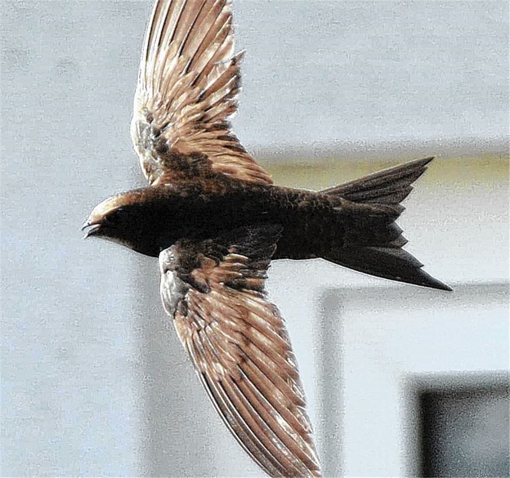 Flugakrobaten paaren sich in der Luft