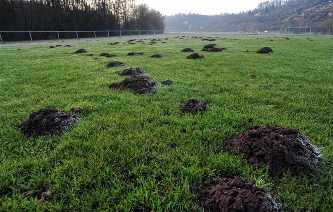 Maulwürfe regieren den Enztalsportplatz, wo der Türkische SV Mühlacker, seine Heimspiele austrägt. Foto: Fotomoment