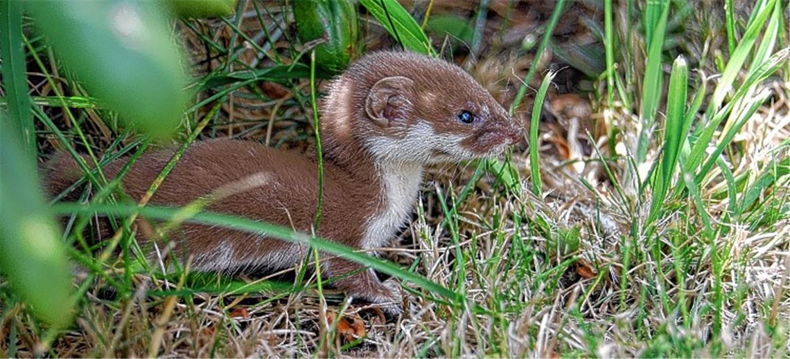 Kleine Jäger statt giftiger Linsen