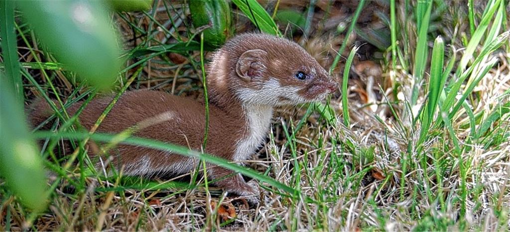 Kleine Jäger statt giftiger Linsen