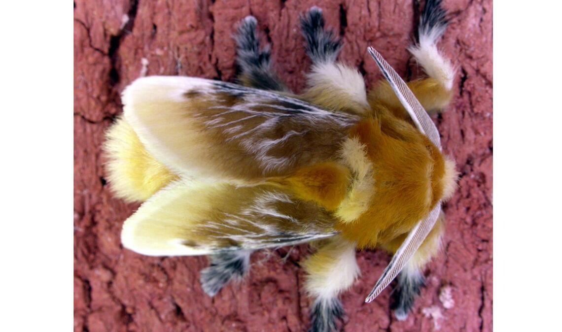 Megalopyge opercularis: Der kanadische Insektenforscher Vazrick Nazari entdeckte   die in Kalifornien bis dahin  bisher unbekannte Mottenart.