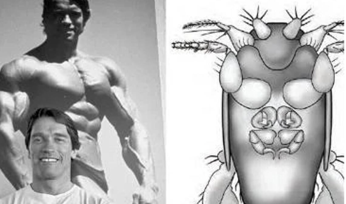 Megapropodiphora arnoldi:  Die Buckelfliege Megapropodiphora arnoldi ist mit 0,395 Millimetern rund fünfmal kleiner als eine Fruchtfliege und wurde nach Arnold Schwarzenegger benannt.