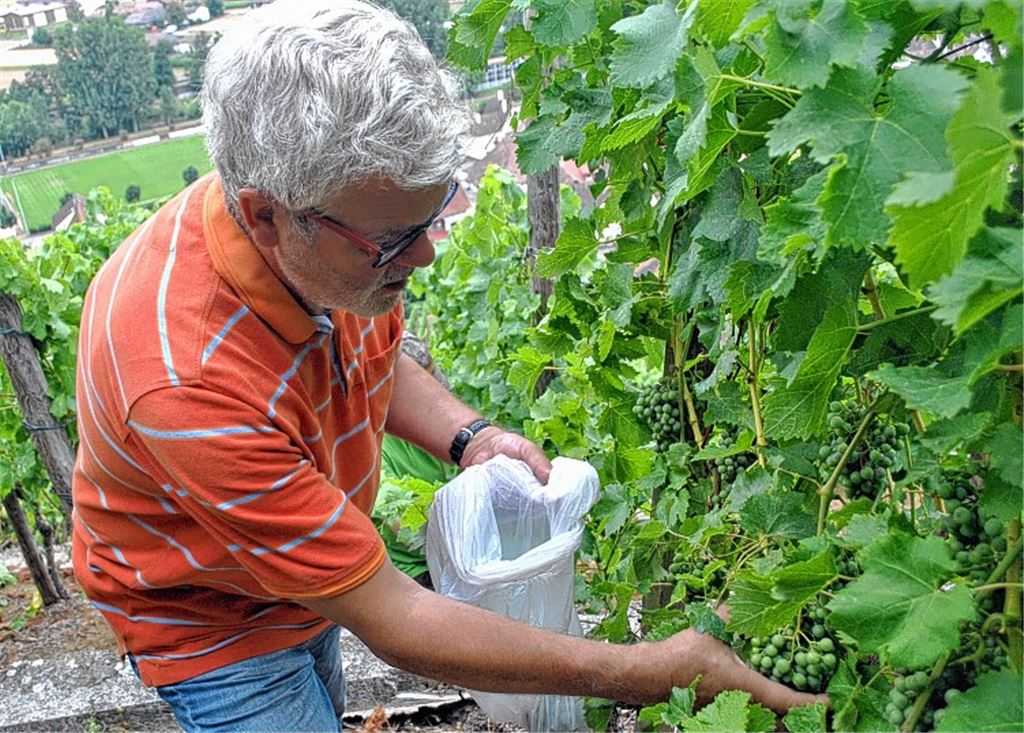 Mehltau oder nicht? Günter Busch lernt derzeit, wie Wein gemacht wird.