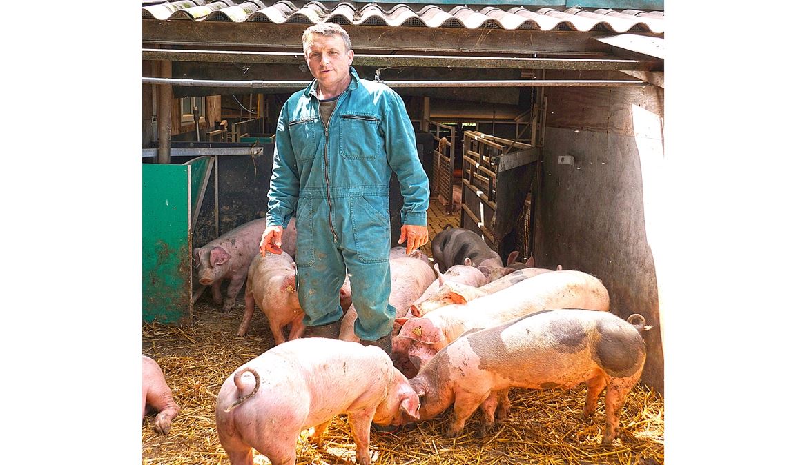 Oftmals gilt: Schwein gehabt Mehr Platz im Stall, Spaltenboden und Stroh im Liegebereich: Den Tieren von Landwirt Ulrich Hauser geht es gut. Fotos: Enzkreis/Hans Hörl