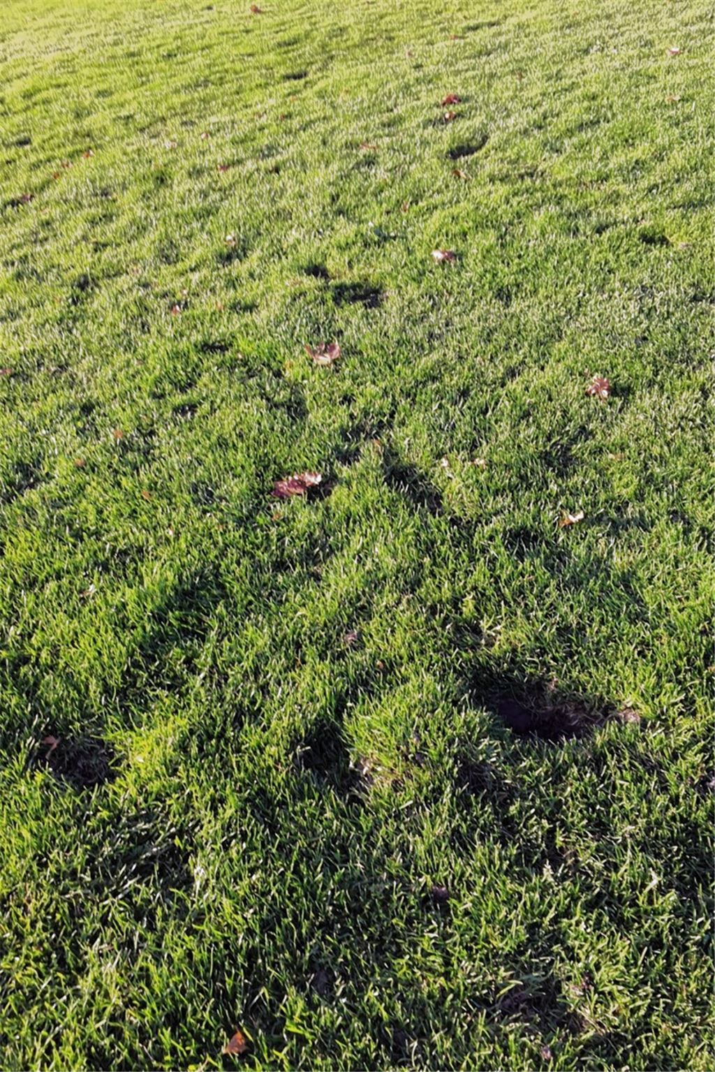 Stadt verhängt Rasensperre für Türkischen SV