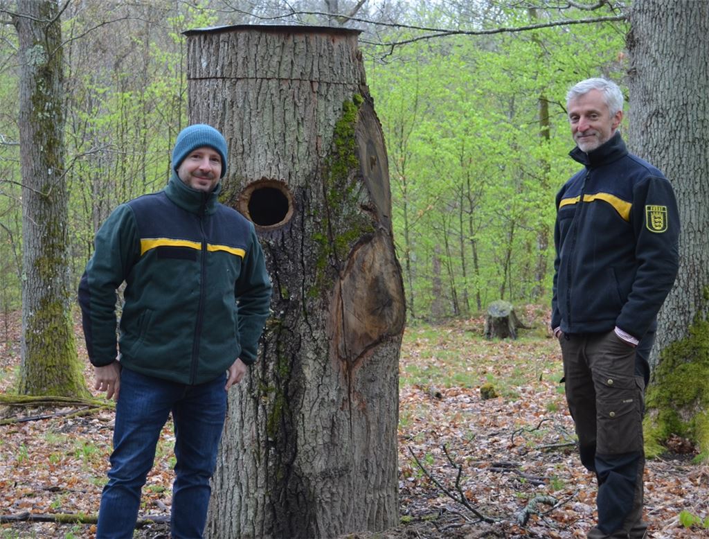 Mehr als nur ein Loch im Baumstamm: Forstdezernent Dr. Daniel Sailer (li.) und der Leiter des Enzkreis-Forstamtes, Andreas Roth, vor einer im Rahmen des Wildtier-Monitorings angelegten Wildkatzenhöhle.enz/Brenneis