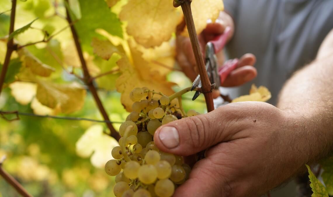 Mehr als zwei Drittel des produzierten Weins ist Weißwein.