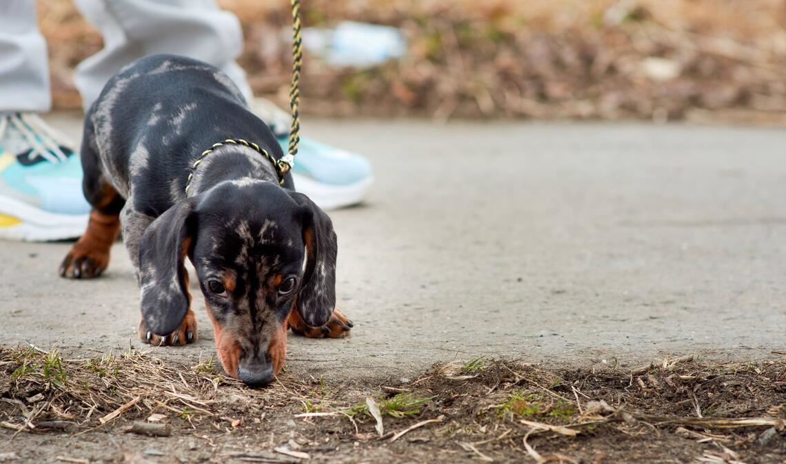 Mehrere Dackelwelpen wurden gerettet (Symbolbild).