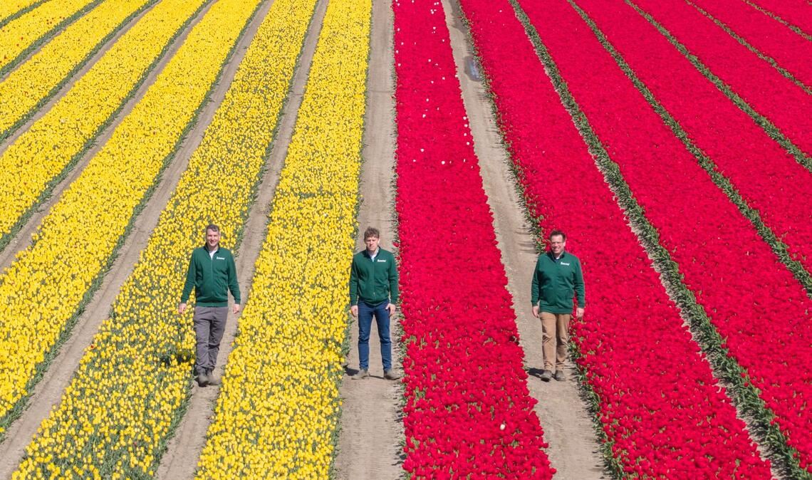 Mehrere Millionen Tulpen in verschiedenen Farben sorgen für bunte Felder.