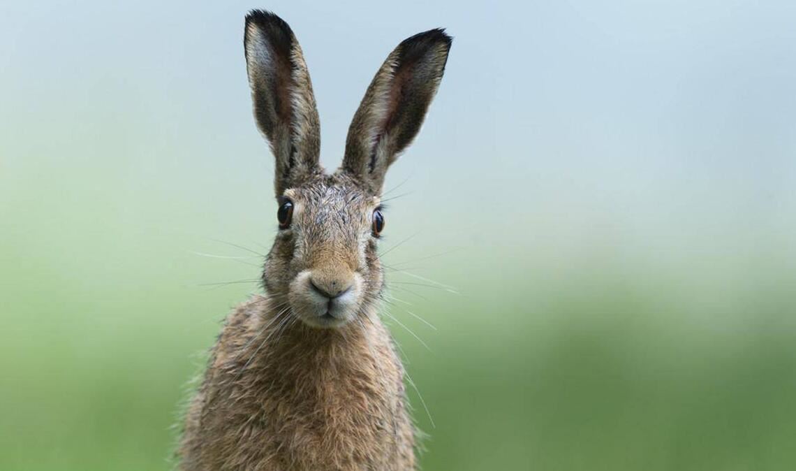 Mein Name ist Hase, ich weiß von nichts!