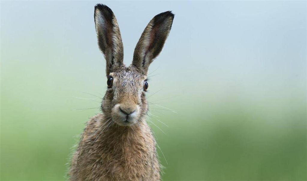 Mein Name ist Hase, ich weiß von nichts!