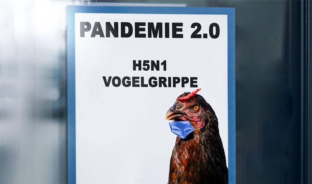 Menschliche Infektionen treten bei der Vogelgrippe H5N1 bisher nur vereinzelt auf. Die Symptome reichen nach Angaben von Seuchenmedizinern von Augen- oder Atemwegsinfektionen bis hin zu schweren Erkrankungen wie Lungenentzündungen, die zum Tod führen können.