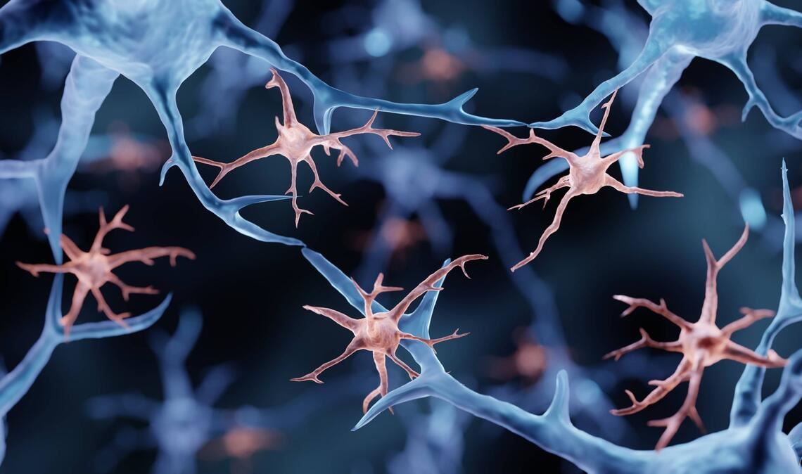 Mikroglia-Zellen sind Ansammlungen der verästelten Abwehrzellen im  Gehirn.