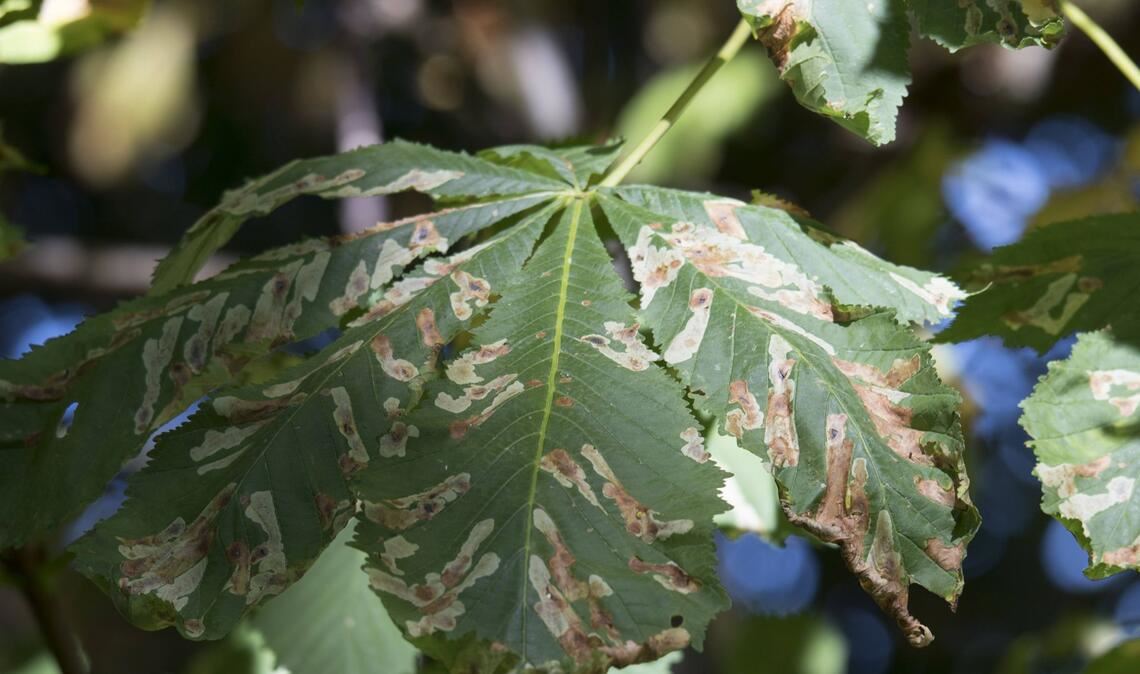 Die älteste Insektenplage der Erdgeschichte Miniergänge der Rosskastanienminiermotte: Blattminen werden heutzutage ausschließlich von Insekten wie Käfern, Zweiflüglern, Wespen und Schmetterlingen erzeugt, die eine vollständige Umwandlung (Metamorphose) durchlaufen.