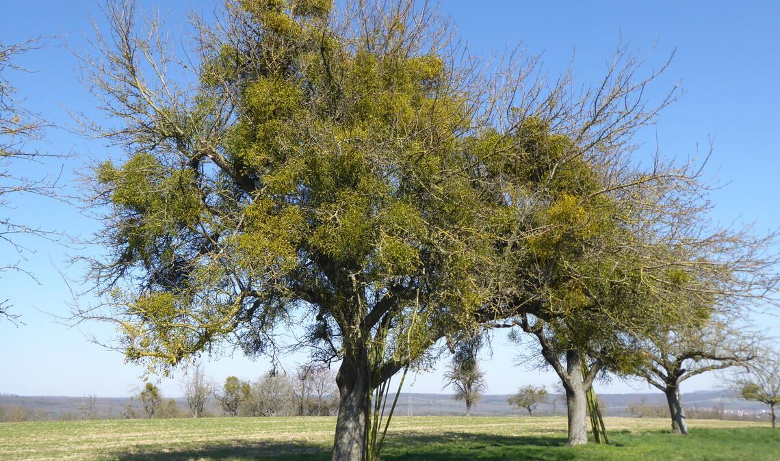 Misteln haben diese Bäume fest im Griff. Foto: Gemeinde Ölbronn-Dürrn
