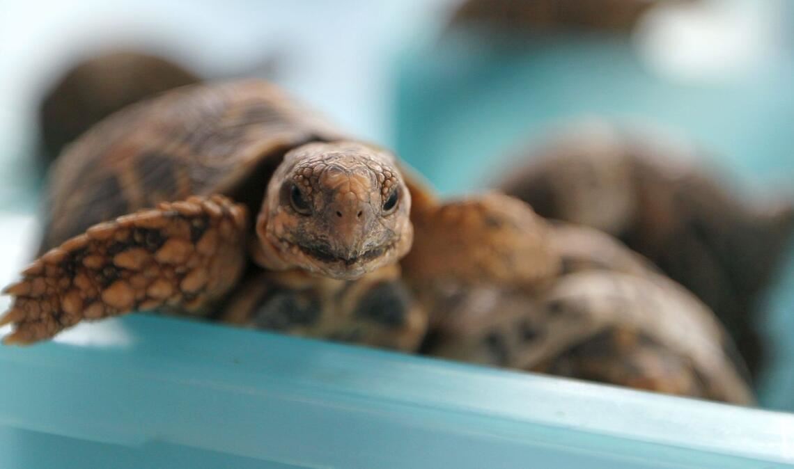 Mit 30 Schildkröten am Körper versuchte eine junge Frau, am Flughafen Bangkok unbemerkt durch die Kontrolle zu kommen. Bild zeigt nicht die am Flughafen in Bangkok entdeckten Tiere  (Archivfoto).